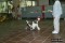 Thumbs/tn_pet031.jpg